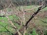 Inverno com pouca incidência de frio prejudica a produção de frutas