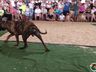 Desfile de cães tem presença de 20 animais na Efrait 2024