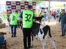 Julgamento de bovinos marca penúltimo dia da 10ª FAIC, em Iporã do Oeste