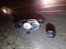 Motociclista fica ferido na BR 163