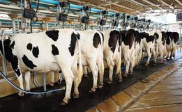 Agrônomo sugere  alternativas na dieta alimentar bovina para aumentar  produção no inverno