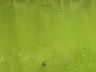 Cardume é flagrado subindo o rio durante o período de piracema em Mondaí