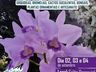 8ª Exposição de Orquídeas de Anchieta continua neste final de semana