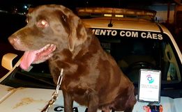 Pelo terceiro dia consecutivo, cães encontram drogas em ônibus interestaduais