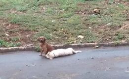 Cão fica ao lado do amigo que morreu atropelado e cena viraliza