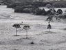 SC enfrenta mais um dia de onda de frio com geada e termômetros em -7°C 