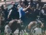 Bolsonaro anda a cavalo para cumprimentar apoiadores em Brasília