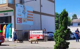 Porco ‘passeia’ em cidade da Serra Catarinense
