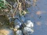 Moradora flagra descarte irregular de lixo em São Miguel do Oeste