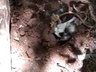 Vídeo: Homem tenta matar cachorra a pauladas e enterra animal ainda vivo em Cunha Porã 