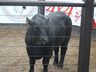 Leilão no Extremo Oeste vende 40 touros e destaca avanço da genética bovina