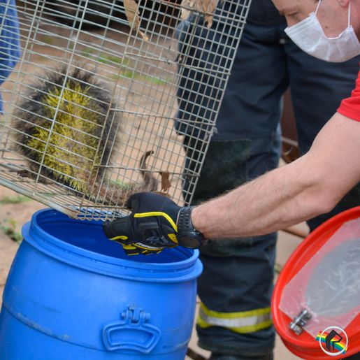 VÍDEO: Bombeiros resgatam animal silvestre em São Miguel do Oeste 