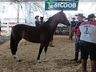 Cavalos crioulos de Itapiranga são avaliados na 11ª Efrait