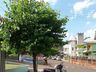 Tunápolis dá continuidade ao plano de arborização com plantio de árvores na cidade