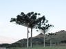 Serra Catarinense registra temperaturas negativas e alerta de neve continua