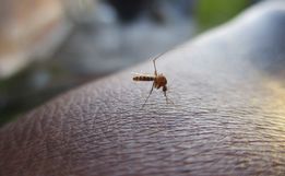 SC recebe R$ 1 milhão do governo federal para combate à dengue