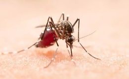 Cidade do Oeste concentra 73,4% dos casos de chikungunya de SC