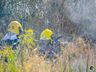 VÍDEO: Geada e tempo seco aumentam riscos de incêndios em vegetação 
