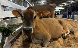 Faismo começa a receber animais para o torneio leiteiro