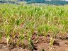 Fetraf e Fetaesc cobram mais recursos do Estado para atingidos pela seca
