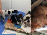 Cães mortos congelados em freezer são achados em terreno que funcionava como abrigo em SC