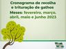 Urbanismo inicia recolha e trituração de galhos no mês de fevereiro