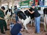 Primeira ordenha do Torneio Leiteiro é realizada na Faismo 2025