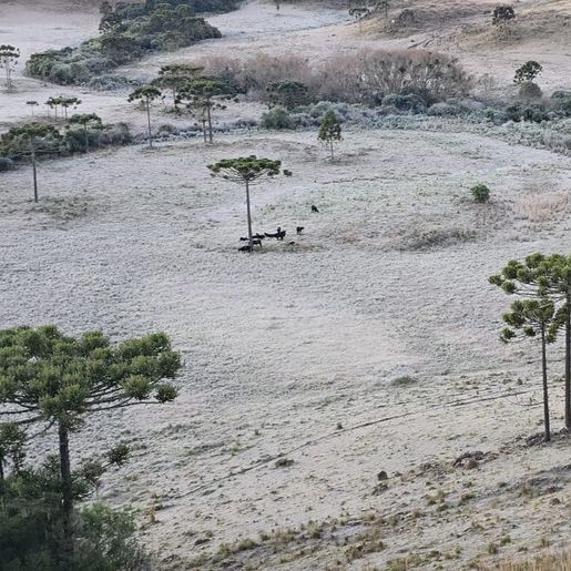 Defesa Civil emite alerta para nova onda de frio com mínima de -4°C e geada em SC 