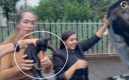 Gato é encontrado dentro de motor de carro em São Miguel do Oeste; vídeo