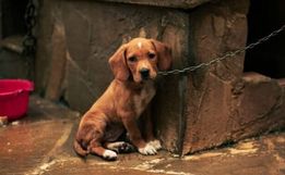 Alesc aprova projeto que prevê perda da guarda de animais vítimas de maus-tratos