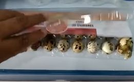 Codornas nascem dentro de embalagem em prateleira de mercado 