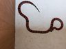 Serpente mais venenosa do país, é encontrada em porta de casa de SC