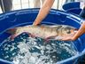 Feira do Peixe inicia comercialização no dia 15 de março