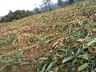 Galpão tem metade do telhado arrancado pelos fortes ventos em propriedade de Iporã do Oeste