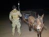 Carroça com 300 quilos de maconha é apreendida junto com burro de carga