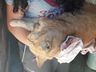 Moradores denunciam envenenamento de animais em Bairro de SMOeste 