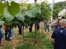 Dia de Campo sobre Videira é realizado em Guarujá do Sul