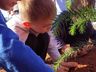 Alunos plantam araucária no Dia Mundial do Meio Ambiente