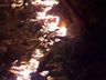 Vídeo: Bombeiros levam seis horas para combater incêndio em reflorestamento no interior de Riqueza
