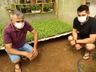 Produtor de SJCedro trabalha no replantio das mudas de melancia