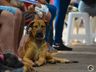 Mutirão de castração em Paraíso atende mais de 160 animais