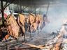 São Miguel do Oeste vai sediar campeonato de costela de fogo de chão