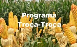 Programa Troca-Troca de sementes de milho já está disponível para os agricultores