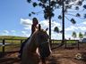 VÍDEO: Relação entre humanos e cavalos traz benefícios para o corpo e mente 