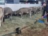 Segundo dia de Expo Cedro 2023!