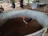 Polícia Militar Ambiental flagra rinha de galo em Guaraciaba