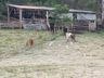 FOTOS: Onda de frio provoca geada em Itapiranga