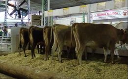 Exposição de gado será destaque na 14ª Efacitus em Tunápolis