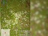 Extremo Oeste volta a ter alerta de tempestade com risco de granizo e ventos 