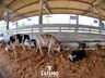 Confira fotos de domingo da maior feira multisetorial da região